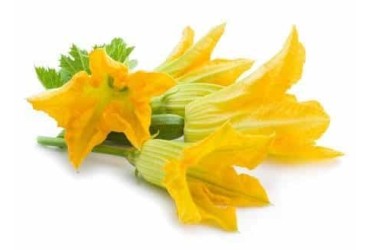 Fiori di Zucca biologici