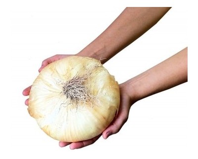 Cipolla di Giarratana biologica 2/3PEZZI circa 1KG (BRUTTAMABUONA) Cipolla di Giarratana biologica 2/3PEZZI circa 1KG (BRUTTAMABUONA)
