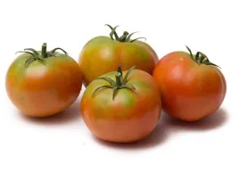 Pomodoro tondo insalataro biologico