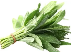 Salvia Fresca bio