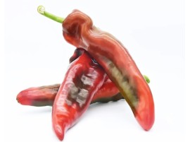 Peperone Cornetto Variegato bio