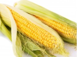 Pannocchie di Mais Fresche Bio Vendita Online