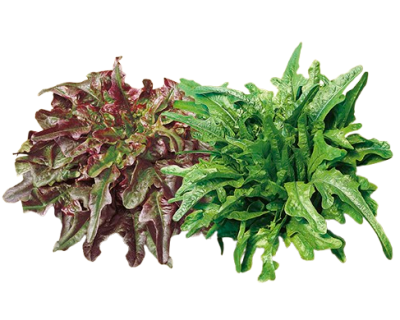 Insalata Barba dei Frati Siciliana Bio - Acquistala ora su Panierebio.com