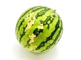 Anguria Siciliana Brutta Ma Buona e Biologica | Le Trovi Online su Panierebio.com