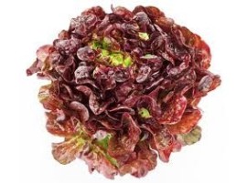 Lattuga gentilina BIO Vendita online