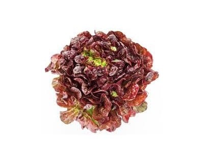 Lattuga gentilina BIO Vendita online