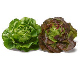 Lattuga Insalata Siciliana Bio - Acquistala ora su Panierebio.com