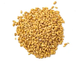 Grano Maiorca Biologico Vendita Online