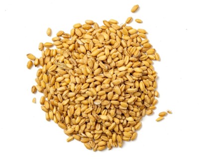 Grano Maiorca Biologico Vendita Online