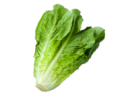 Lattuga Insalata Siciliana Bio - Acquistala ora su Panierebio.com