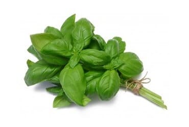Basilico Fresco bio