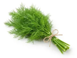 Finocchietto naturale bio