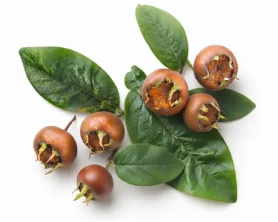 Nespole Siciliane Bio | Bontà Infinita | Provale su Panierebio.it