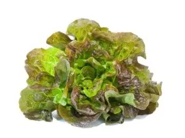 Lattuga Insalata Siciliana Bio - Acquistala ora su Panierebio.com