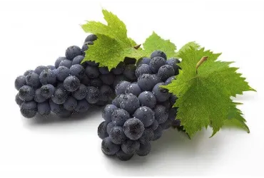 Uva nera bio