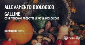 Allevamento biologico galline: come vengono prodotte le uova biologiche