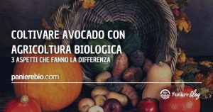 3 aspetti che fanno la differenza sulla coltivazione biologica dell'avocado