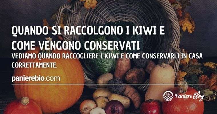 Vediamo quando è il momento giusto per raccogliere i kiwi e successivamente come conservarli.