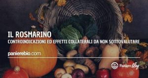 Le controindicazioni e gli effetti collaterali del rosmarino
