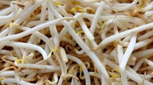 germogli fatti in casa