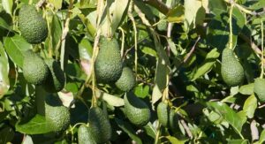 mangiare avocado tutti i giorni