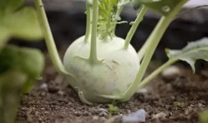 cavolo rapa biologico