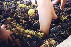 pigiatura dell'uva con i piedi