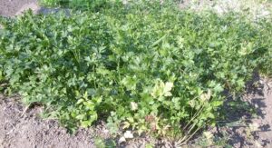 proprietà e benefici del prezzemolo