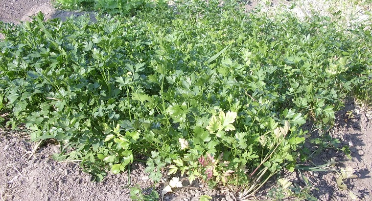 proprietà e benefici del prezzemolo