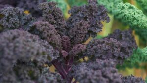 proprietà cavolo riccio bio