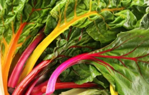 bietola colorata bio