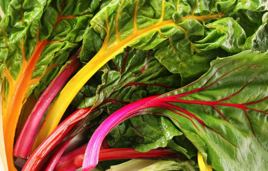 bietola colorata bio